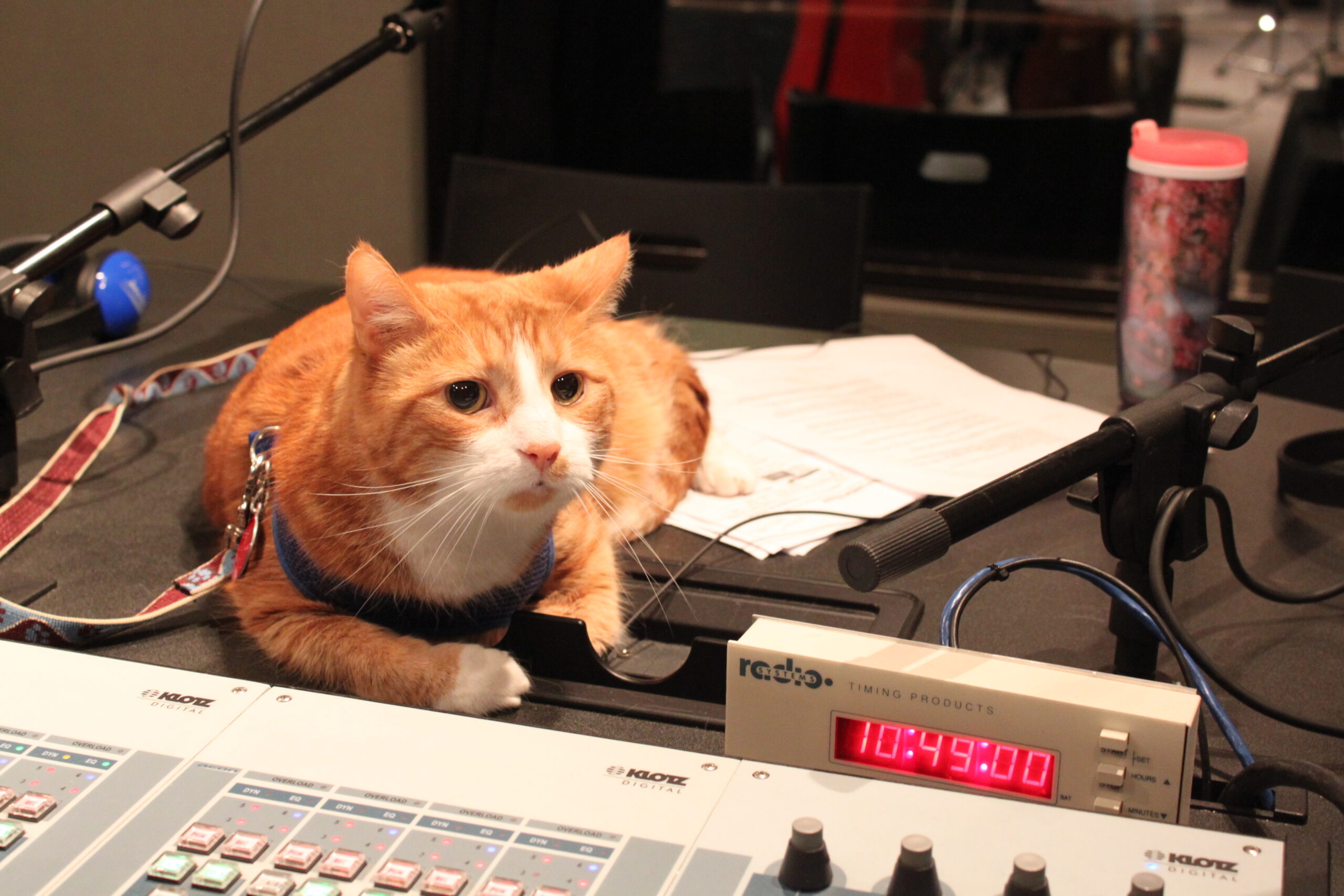 A cat on a table in a radio studio