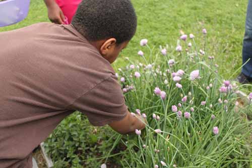 A youth interacting with a plant in a green field