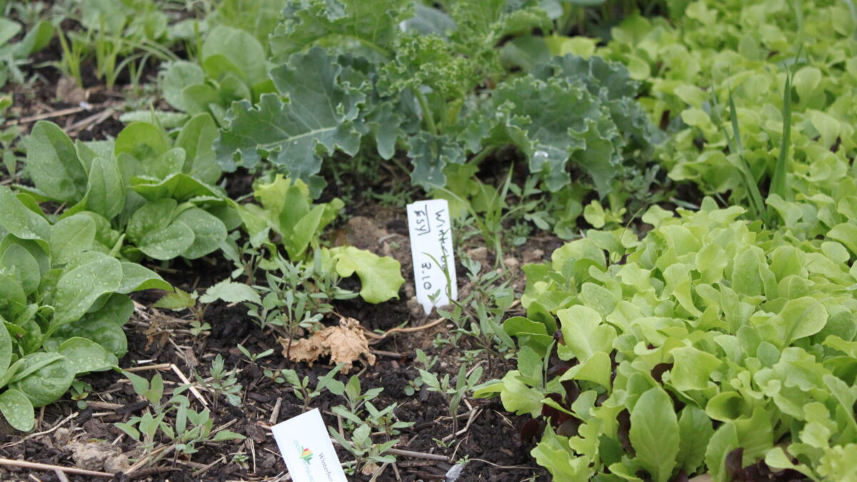 IMG_8644 A close up shot of herbs in a planter