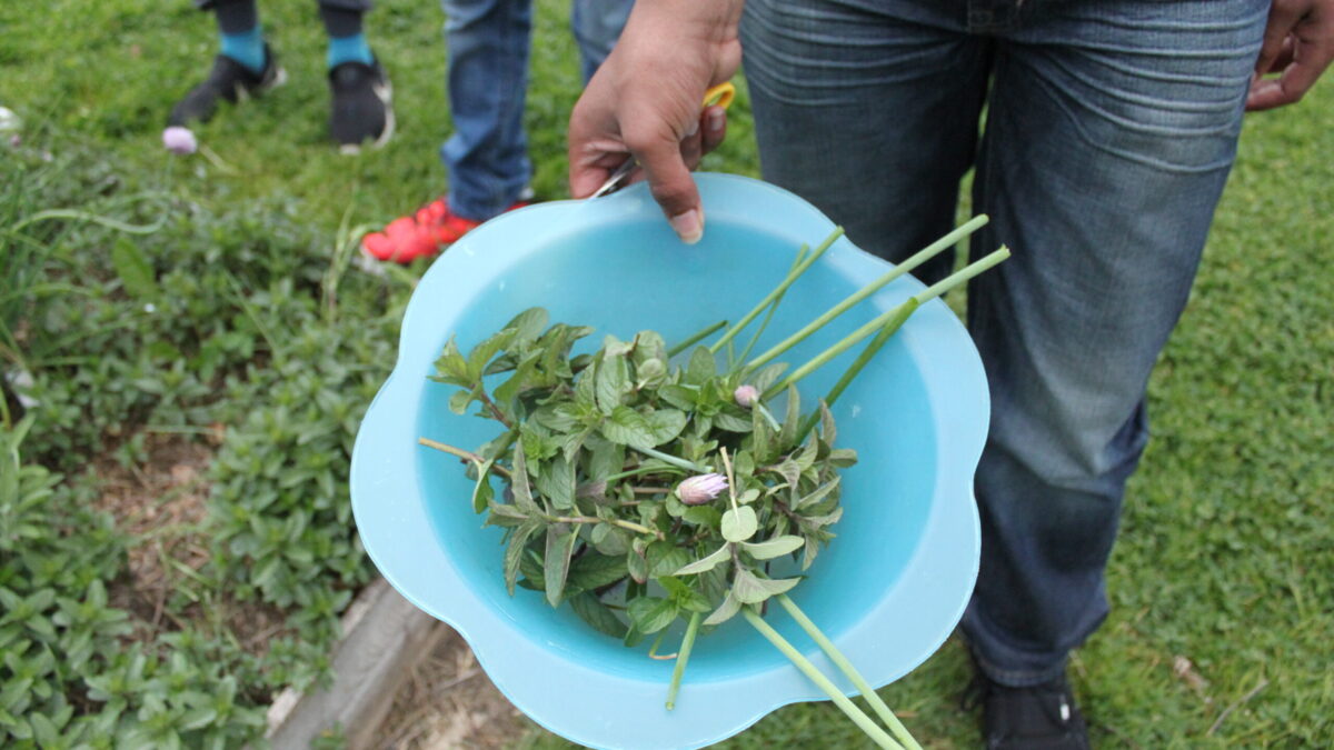 IMG_8657 An individual holding plant trimmings in a blue bucket