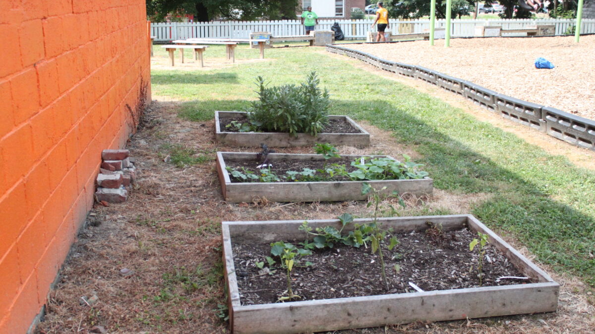 IMG_9709 Three rectangular planters next to an orange wall