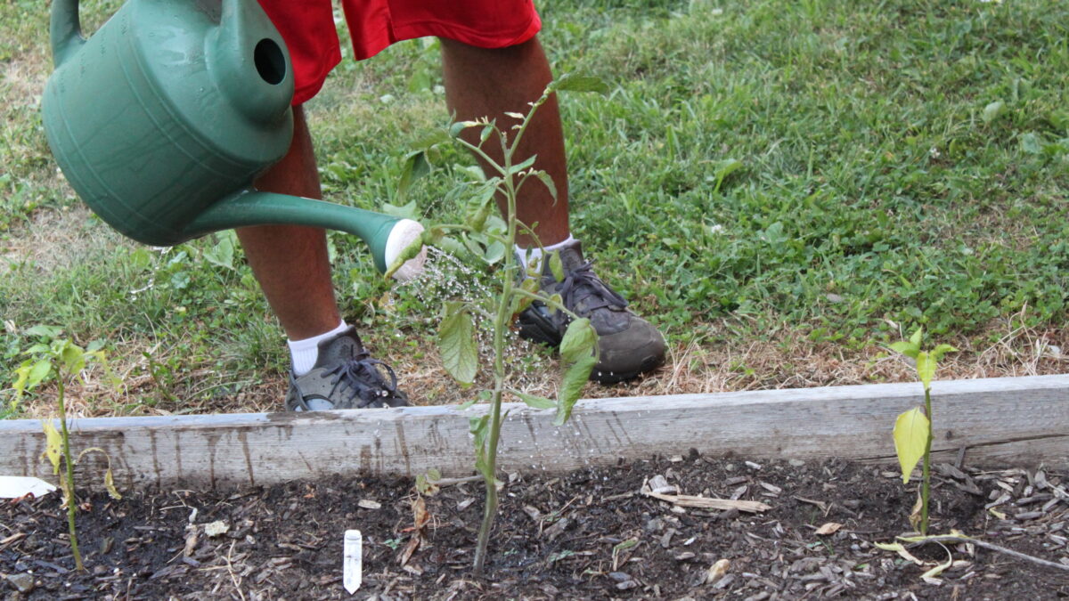 IMG_9715 An individual using a watering can on a plant in a planter.