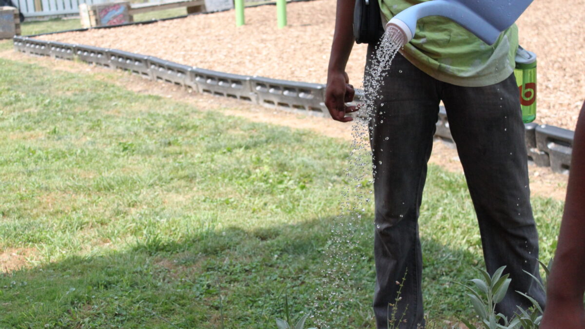 IMG_9718 An individual using a watering can on a bush