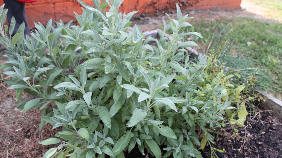 IMG_9727 A small bush growing out of a planter