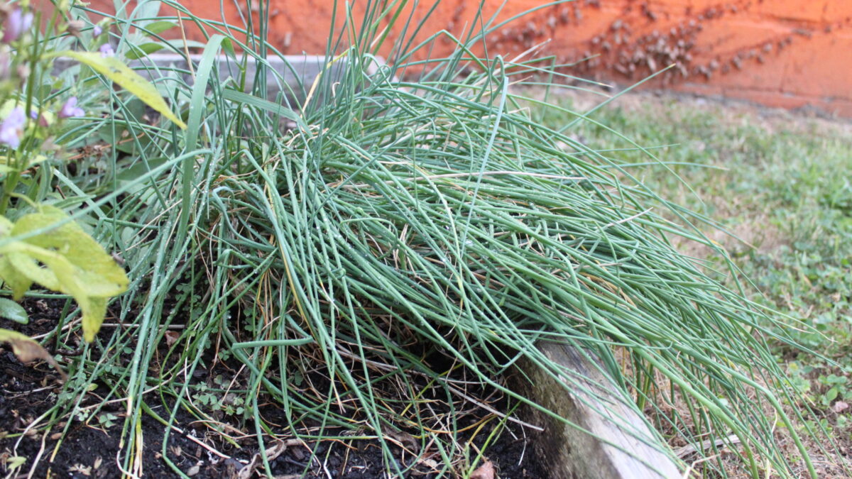 IMG_9728 A small bush growing out of a planter