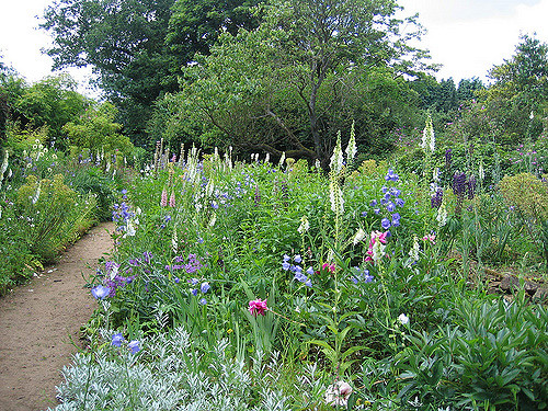 A field of tall purple flowers in front of a tree