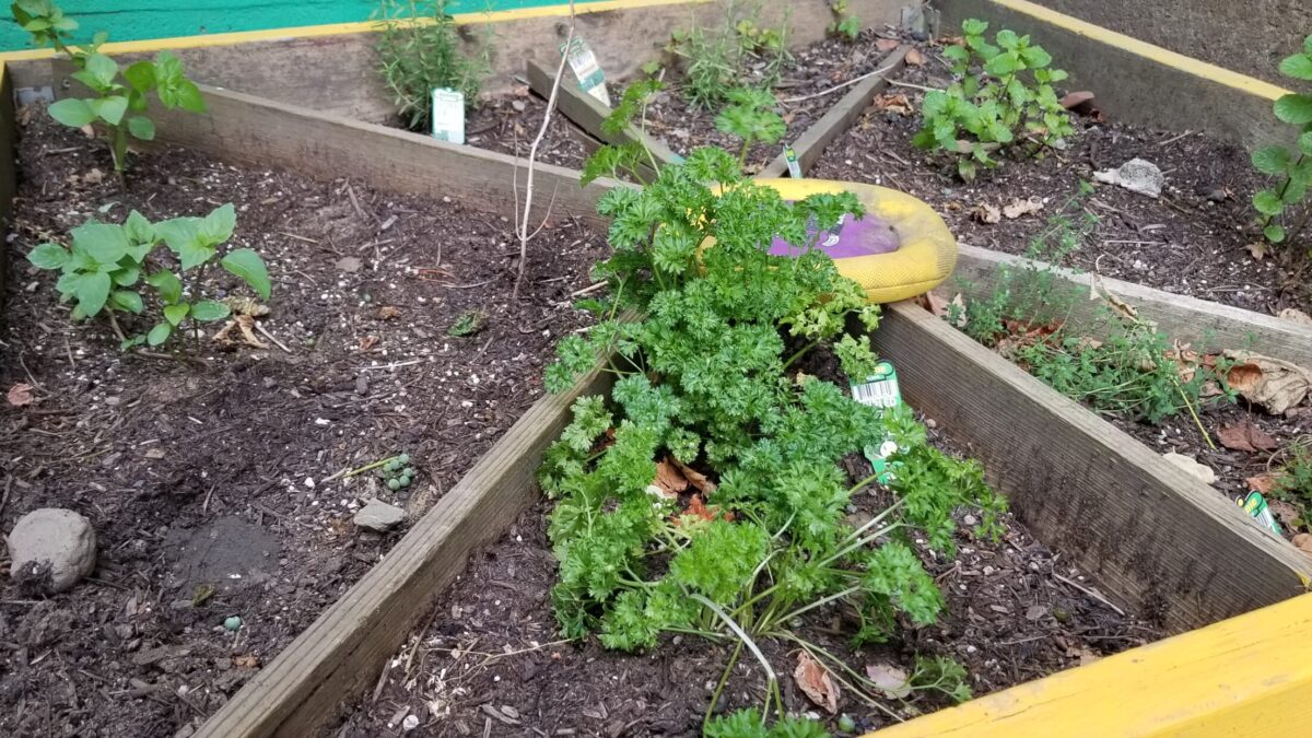 A square planter divided into six sections with various small green plants growing out of mulch