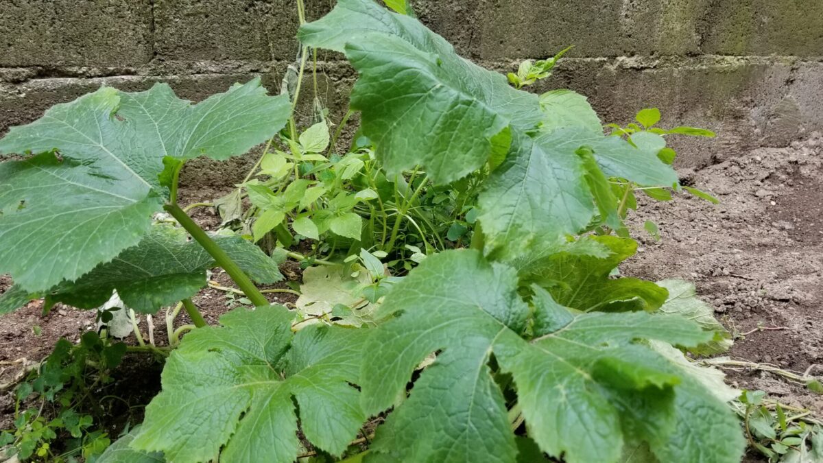A green plant with large leaves in front of a stone wall