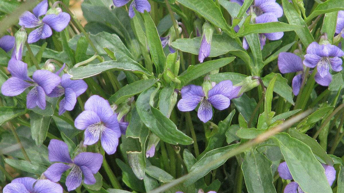 Multiple flowers with indigo colored petals