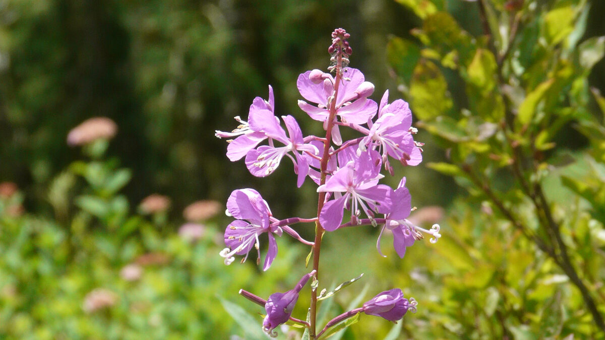 Small plant with small purple flowers