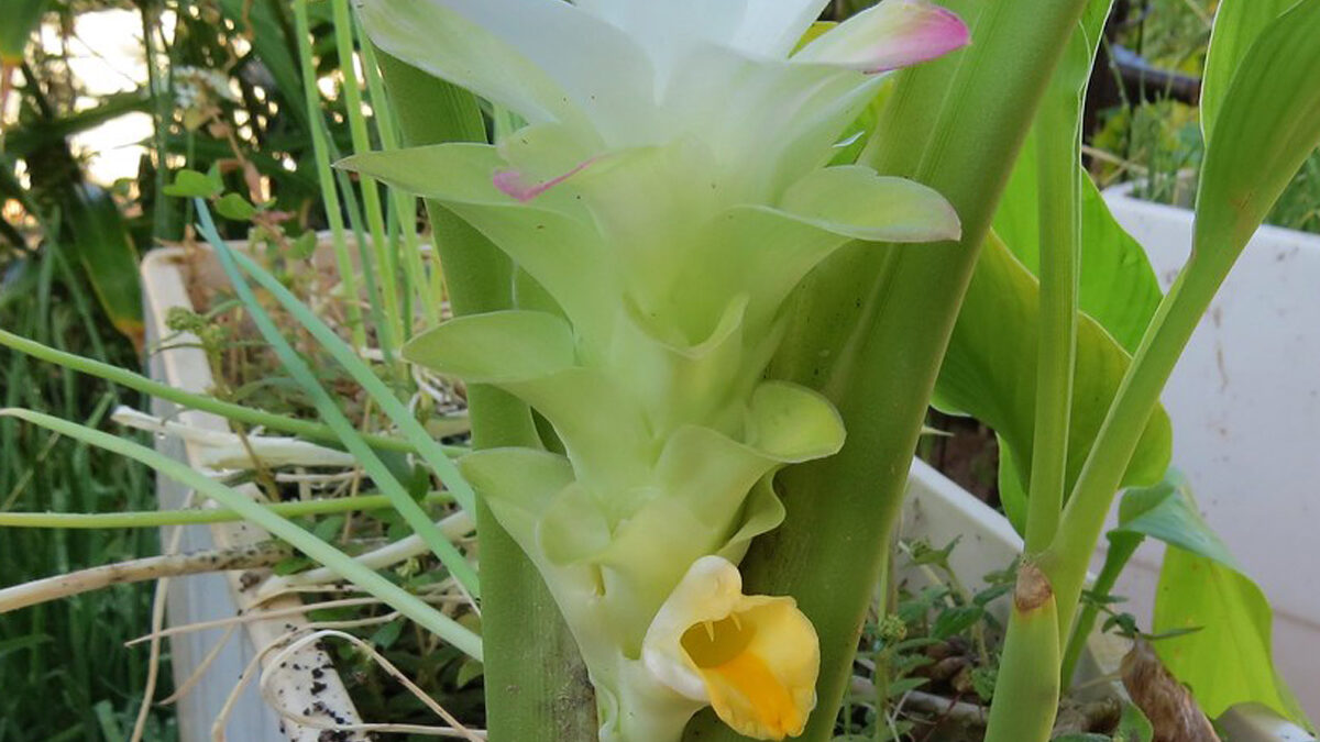 Green plant with large flower with pale pink and yellow petals