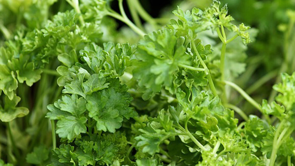Green herbs with small petals