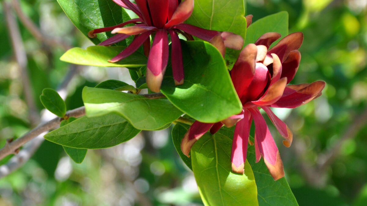 Green plant with large red flowers with thin petals