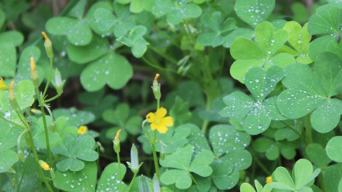 Green plants with water droplets covering them and small yellow flowers