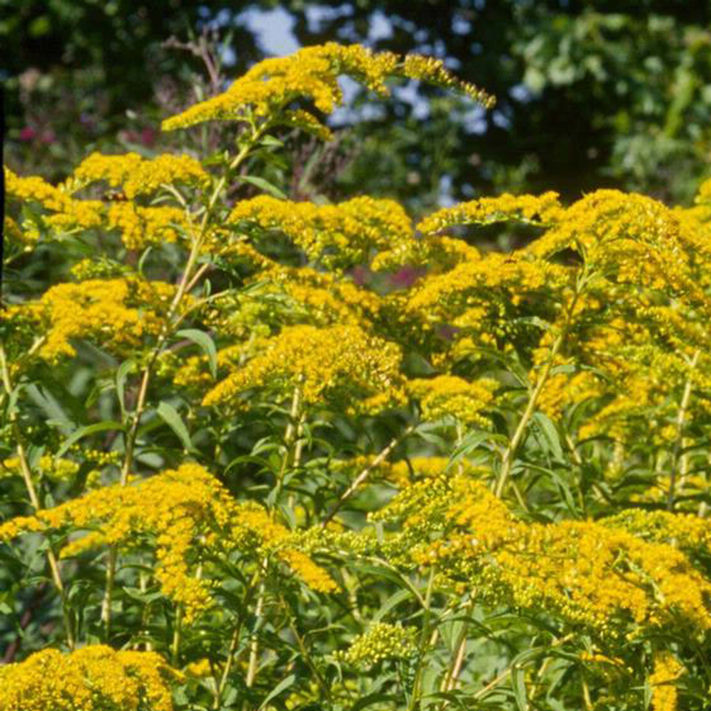 Herbs in Action