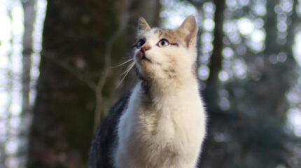a cat perched in the sunlight