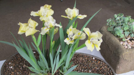 White and yellow flowers planted in a pot full of small rocks