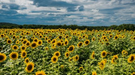A large field of sunflowers in a forest under a dark blue cloudy sky
