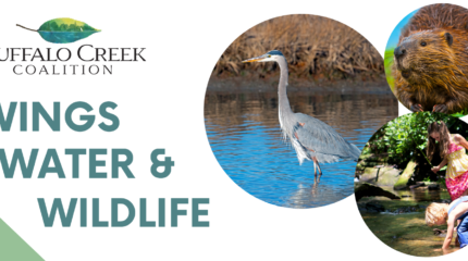 An image of a large bird standing in a river, a beaver with its fur fluffed out, and two individuals standing in a stream, along with a logo for a leaf above the text "Buffalo Creek Coalition" in plain text and "Wings Water & Wildlife" in large blue font