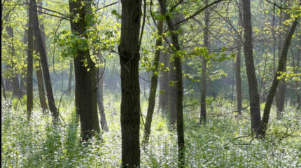 A forest of trees surrounded by tall white flowers