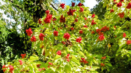 a woody shrub with clusters of red, furry seed pods