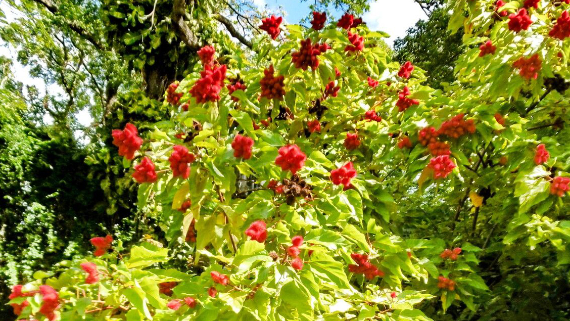 a woody shrub with clusters of red, furry seed pods