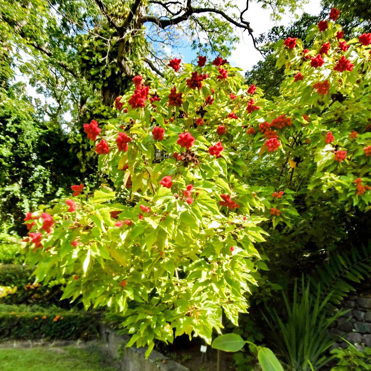 E84 Gabriela Quesada-Ávila, Annatto