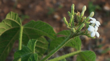 cluster of flowers blooming on a green stalk with spiky hairs