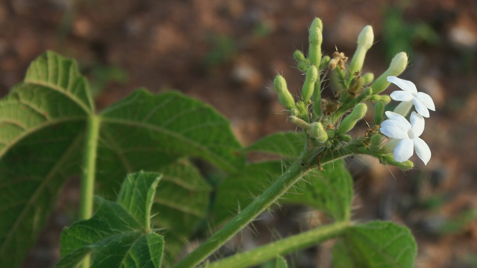 cluster of flowers blooming on a green stalk with spiky hairs