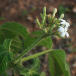 cluster of flowers blooming on a green stalk with spiky hairs