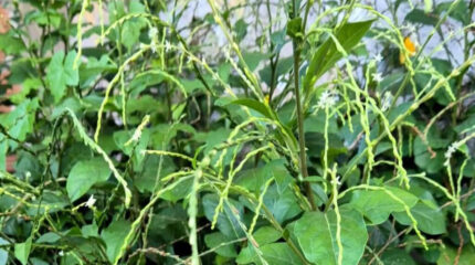 foliage and long seedy stems of green shrubbery