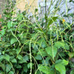 foliage and long seedy stems of green shrubbery