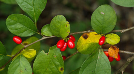 a woody stem with oval-lobed leaves and oval smooth berries