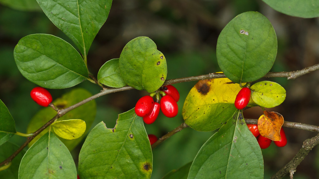a woody stem with oval-lobed leaves and oval smooth berries