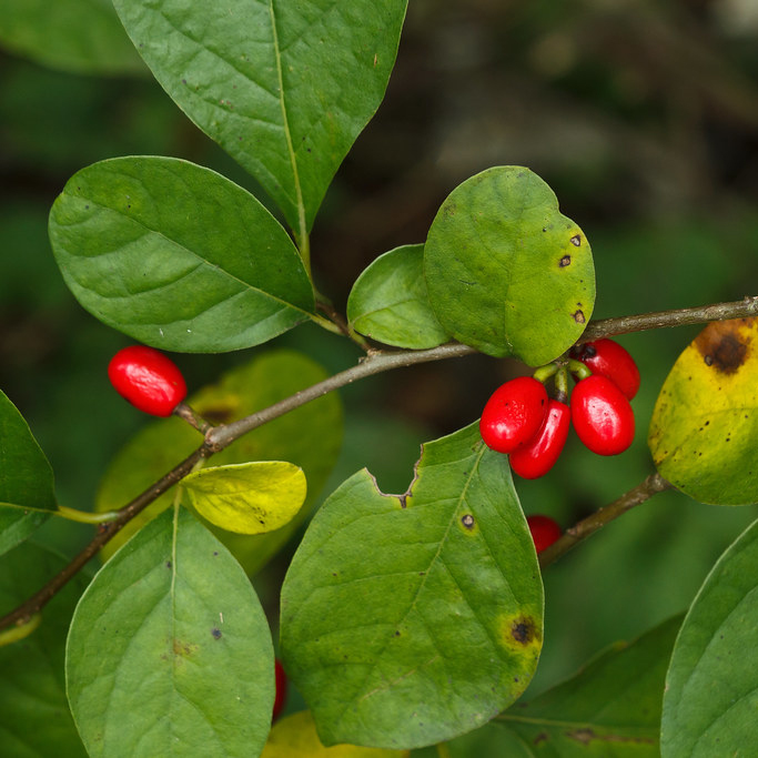 E88 Joey Jaros, Spicebush episode artwork