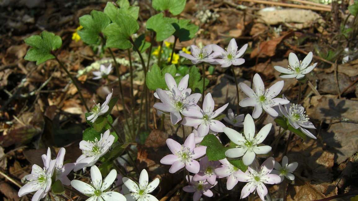 small bunch of stalks with tri-lobed leaflets on each end, others hold a six pedaled white and pink flower