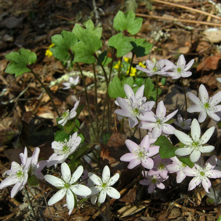 E87 Rosebelle Ines, Sharp-lobed hepatica episode artwork