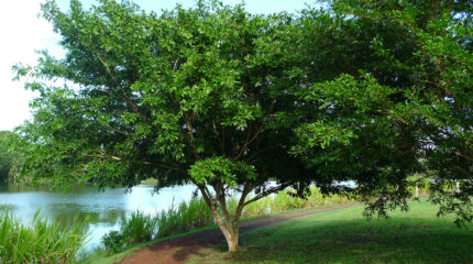 small, multi-stemmed tree growing next to a pebble path and a creek