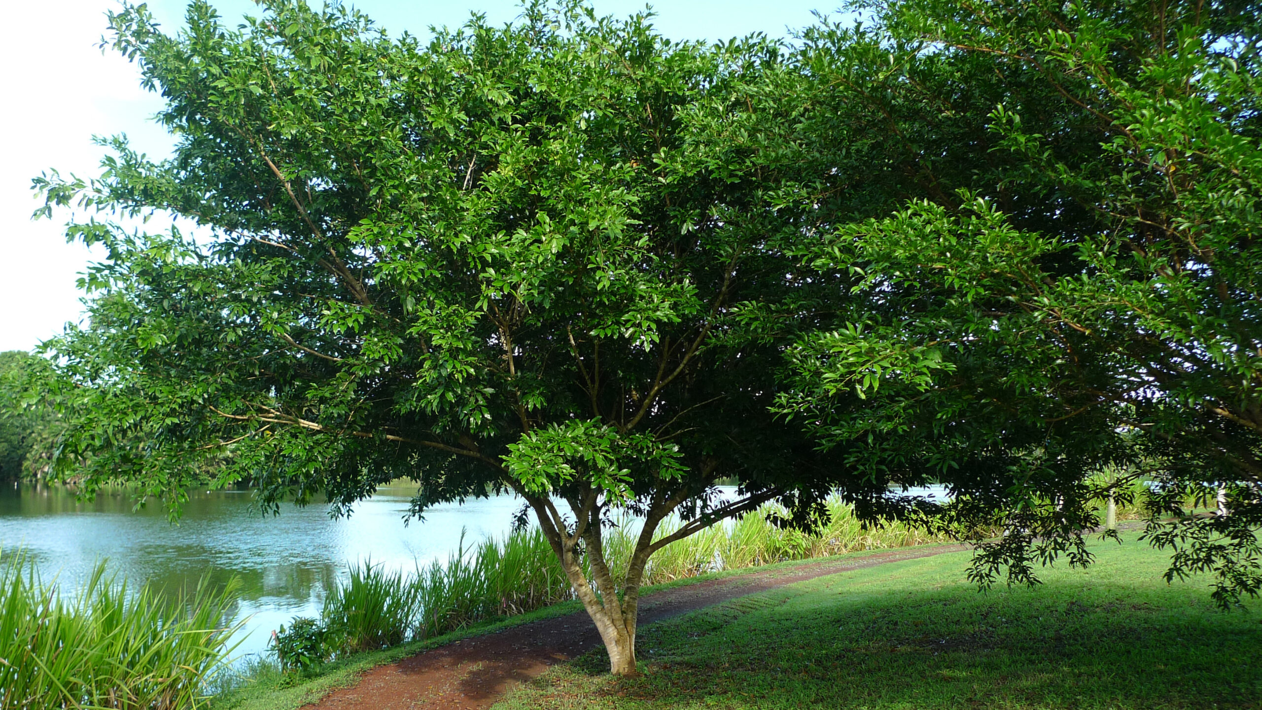 small, multi-stemmed tree growing next to a pebble path and a creek