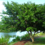 small, multi-stemmed tree growing next to a pebble path and a creek