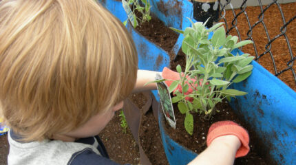 A youth wearing orange gloves digging their hands into dirt underneath a plant