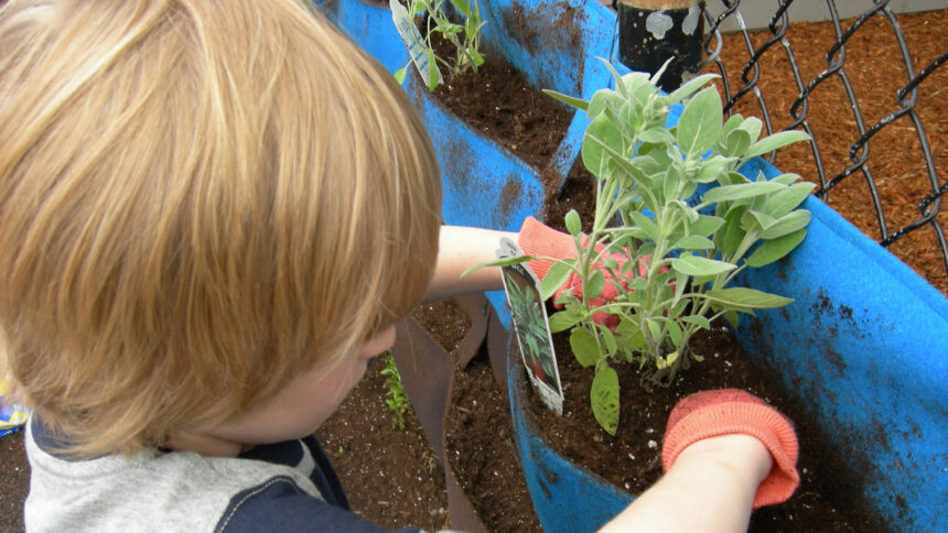A youth wearing orange gloves digging their hands into dirt underneath a plant