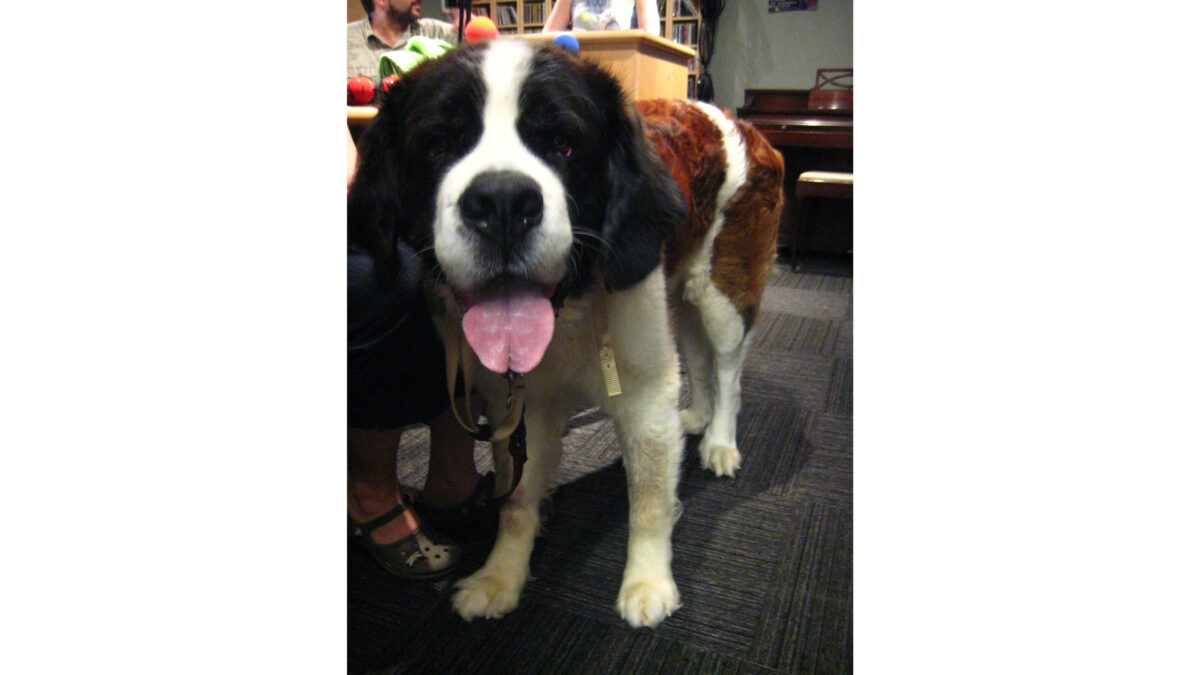 A dog with its tongue sticking out standing in a radio studio